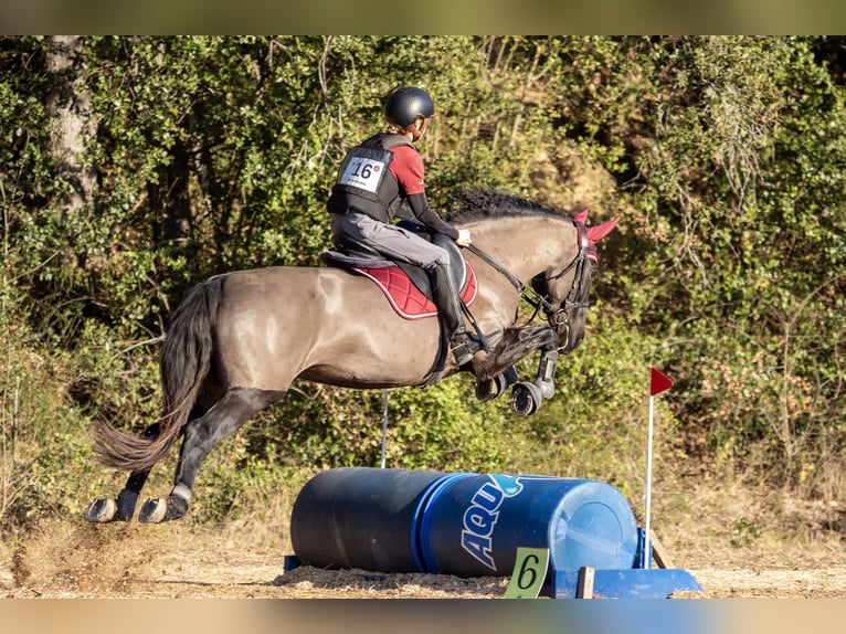 Cruzado Mix Stute 15 Jahre 160 cm Rappe in Premia De Dalt