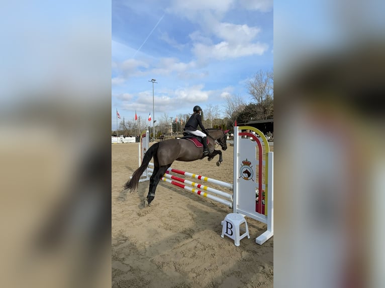 Cruzado Mix Stute 15 Jahre 160 cm Rappe in Premia De Dalt