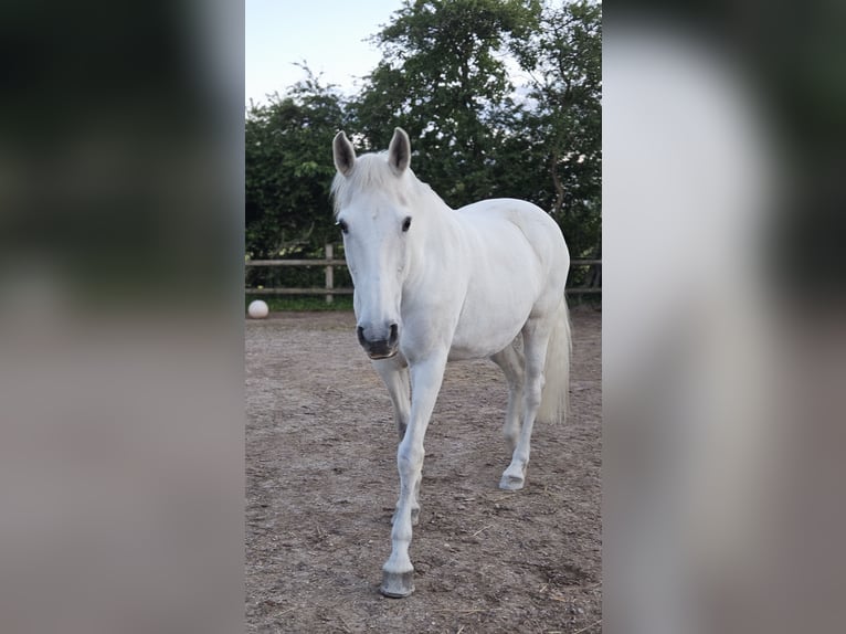 Cruzado Stute 15 Jahre 160 cm Schimmel in Rheinstetten