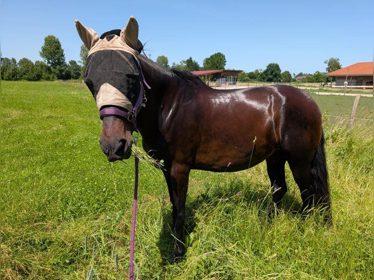 Cruzado Stute 15 Jahre 163 cm Dunkelbrauner in Kolbermoor