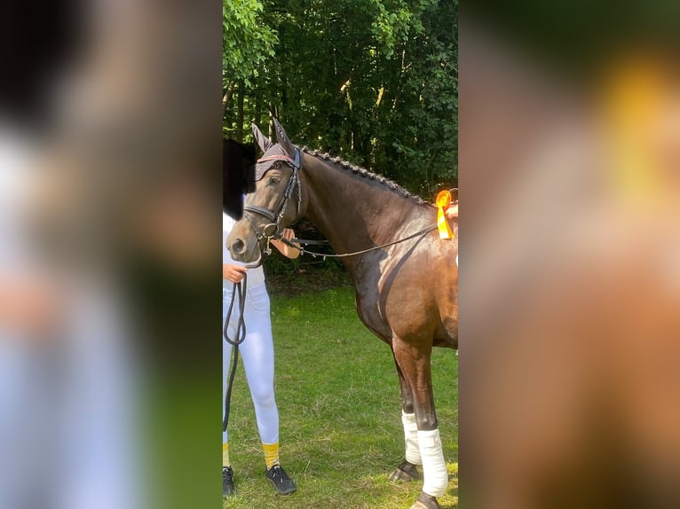 Cruzado Stute 16 Jahre 153 cm Dunkelbrauner in Waltrop
