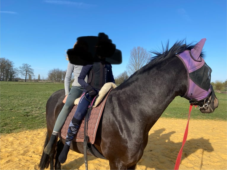 Cruzado Stute 16 Jahre 153 cm Dunkelbrauner in Waltrop