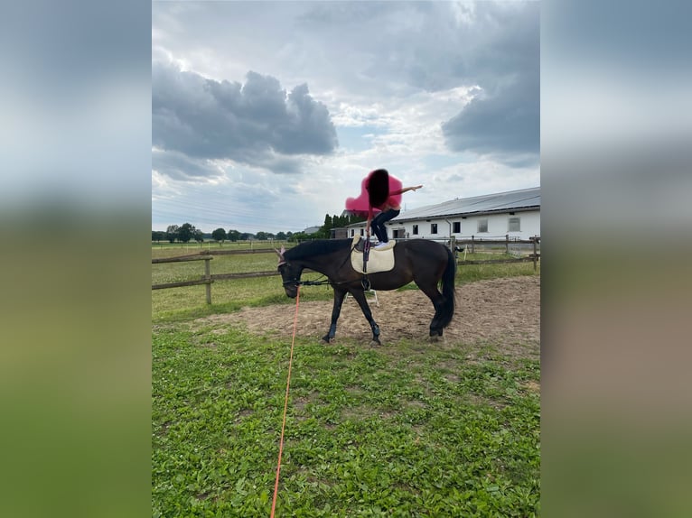 Cruzado Stute 16 Jahre 153 cm Dunkelbrauner in Waltrop