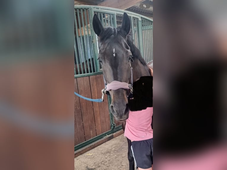 Cruzado Stute 16 Jahre 153 cm Dunkelbrauner in Waltrop