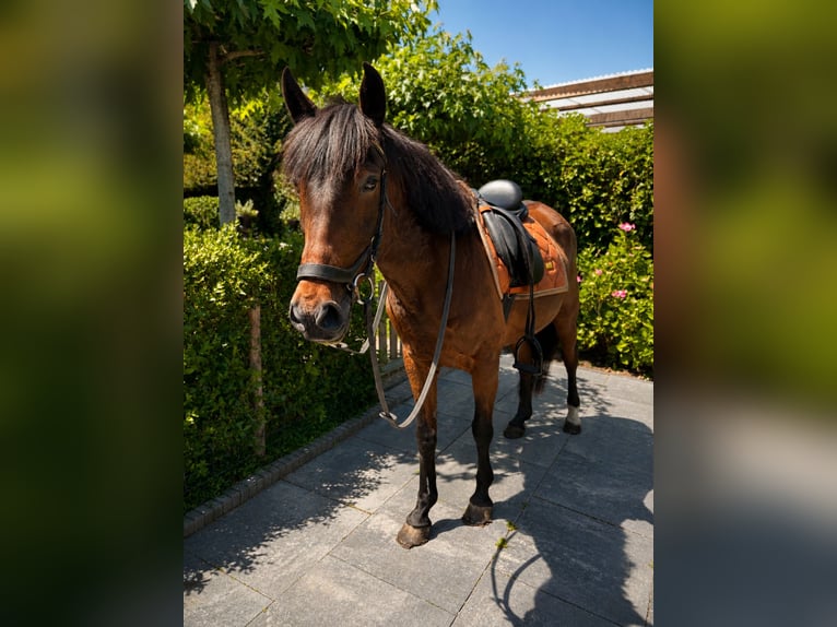 Cruzado Stute 17 Jahre 152 cm Dunkelbrauner in Eemdijk