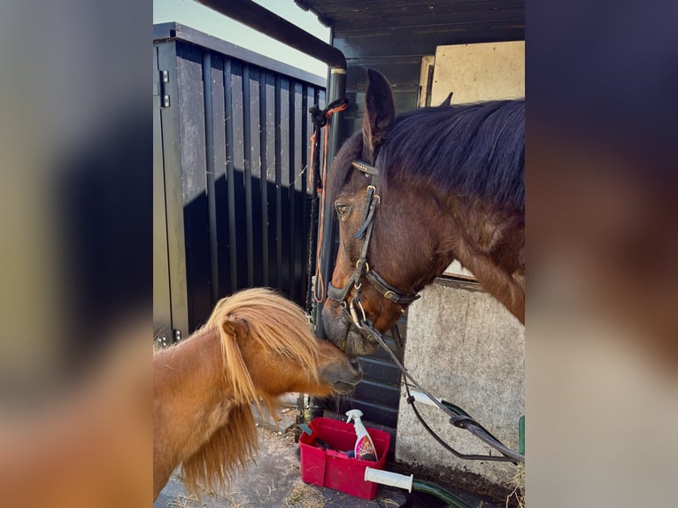 Cruzado Stute 17 Jahre 152 cm Dunkelbrauner in Eemdijk
