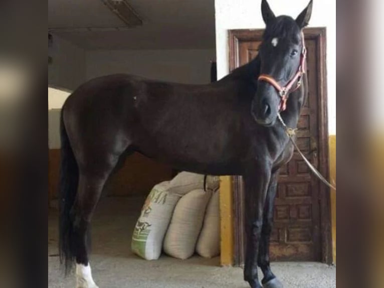 Cruzado Stute 17 Jahre 168 cm in Sabadell Cruzado Stute 17 Jahre 168 cm in Sabadell