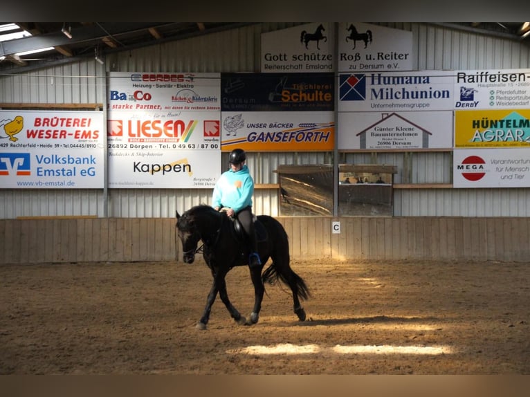 Cruzado Stute 19 Jahre 153 cm Rappe in Vrees