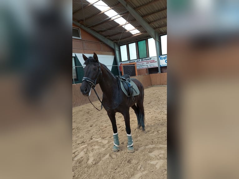 Cruzado Stute 19 Jahre 153 cm Rappe in Vrees