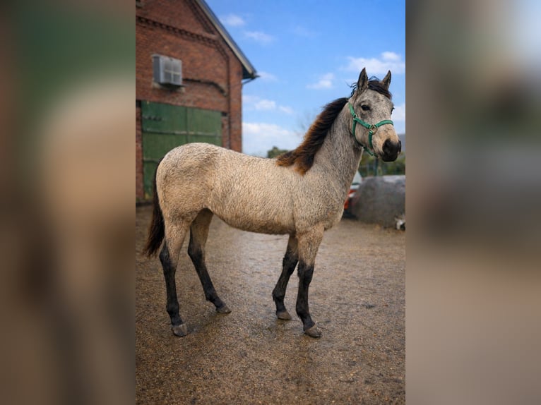 Cruzado Mix Stute 1 Jahr 155 cm Buckskin in Porta Westfalica