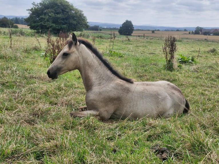 Cruzado Mix Stute 1 Jahr 155 cm Buckskin in Porta Westfalica