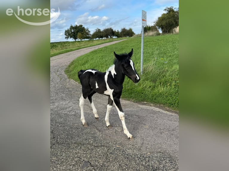 Cruzado Mix Stute 1 Jahr 163 cm Tobiano-alle-Farben in Kupferzell