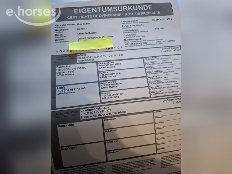 Cruzado Mix Stute 1 Jahr 163 cm Tobiano-alle-Farben in Kupferzell