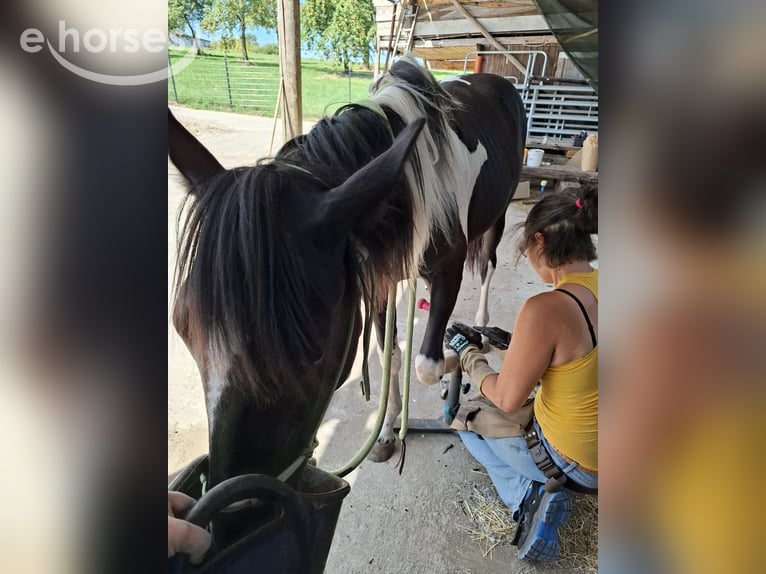 Cruzado Mix Stute 1 Jahr 163 cm Tobiano-alle-Farben in Kupferzell
