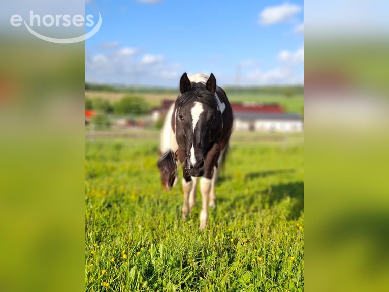 Cruzado Mix Stute 1 Jahr 163 cm Tobiano-alle-Farben in Kupferzell
