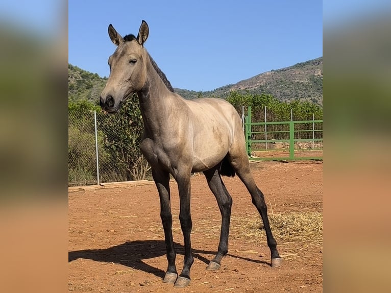 Cruzado Stute 1 Jahr Schimmel in La Vall D&#x27;Uixo