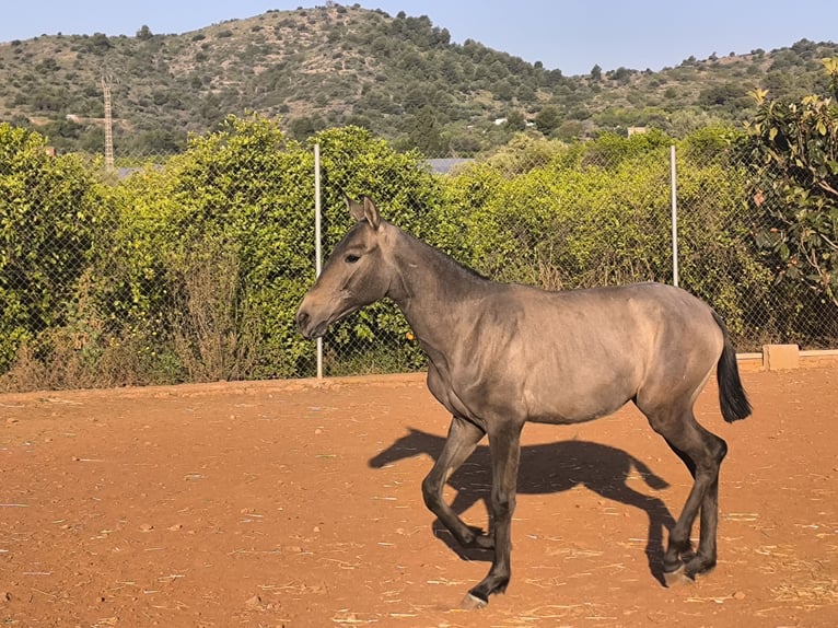 Cruzado Stute 1 Jahr Schimmel in La Vall D&#x27;Uixo