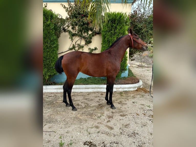 Cruzado Stute 2 Jahre 156 cm Brauner in Moron de De la Frontera