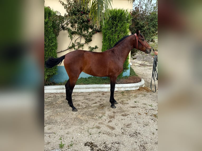 Cruzado Stute 2 Jahre 156 cm Brauner in Moron de De la Frontera