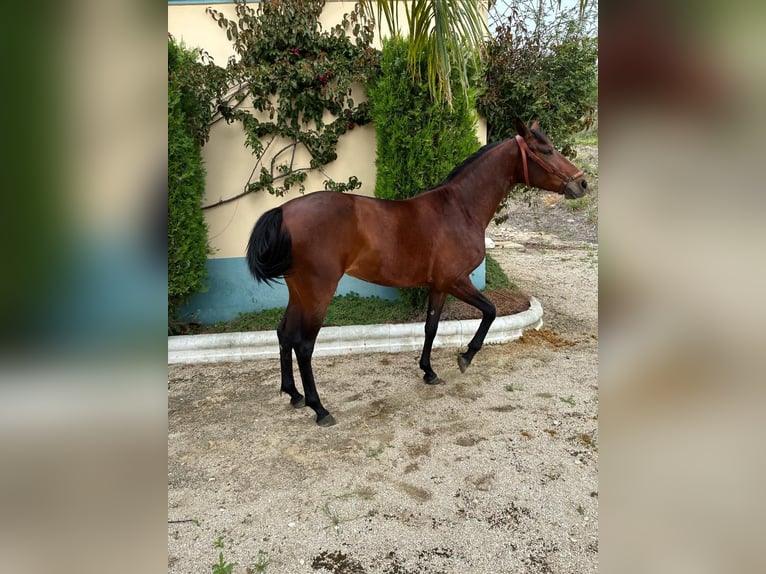 Cruzado Stute 2 Jahre 156 cm Brauner in Moron de De la Frontera