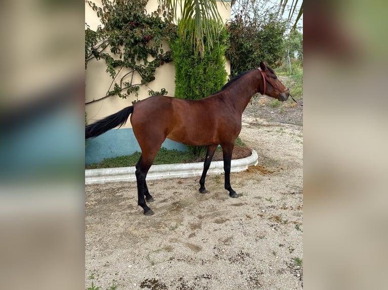 Cruzado Stute 2 Jahre 156 cm Brauner in Moron de De la Frontera