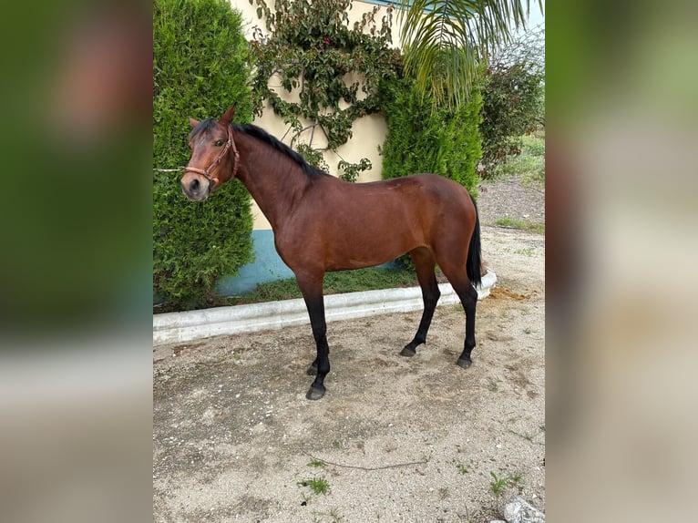 Cruzado Stute 2 Jahre 156 cm Brauner in Moron de De la Frontera