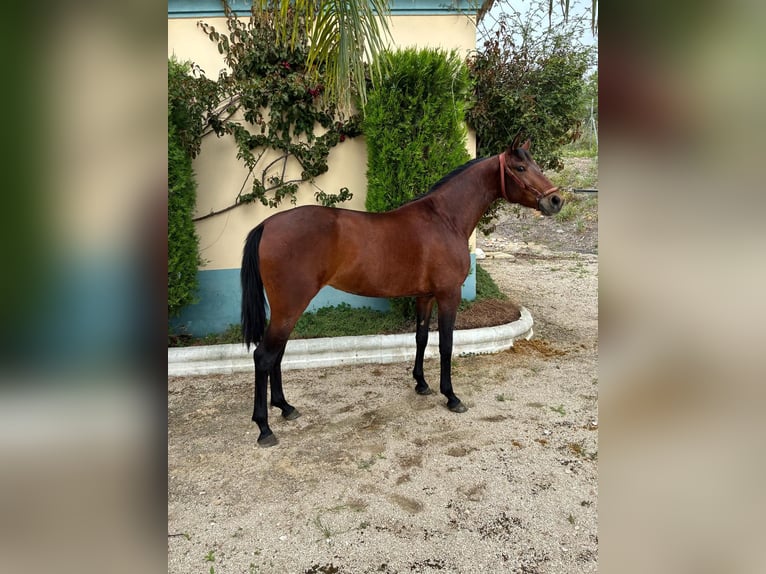Cruzado Stute 2 Jahre 156 cm Brauner in Moron de De la Frontera