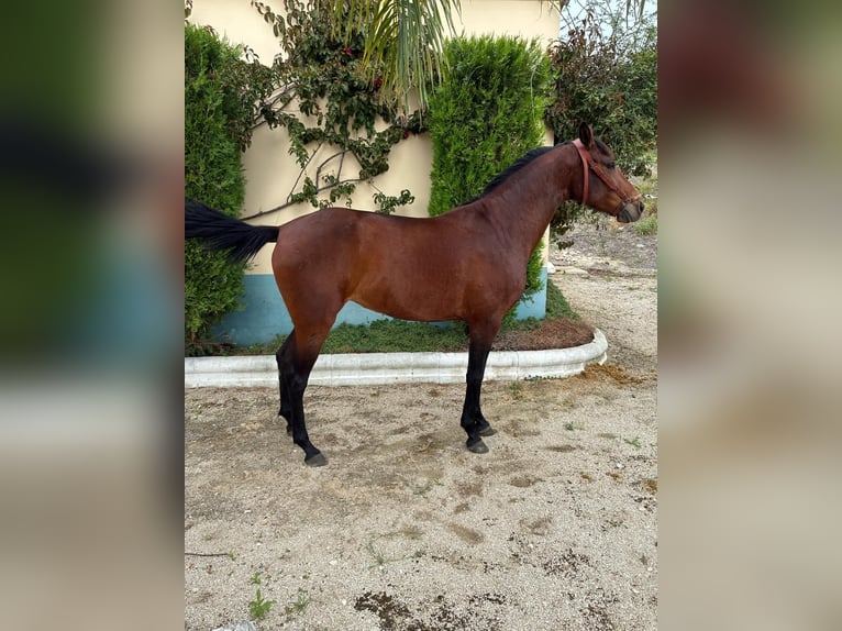 Cruzado Stute 2 Jahre 156 cm Brauner in Moron de De la Frontera