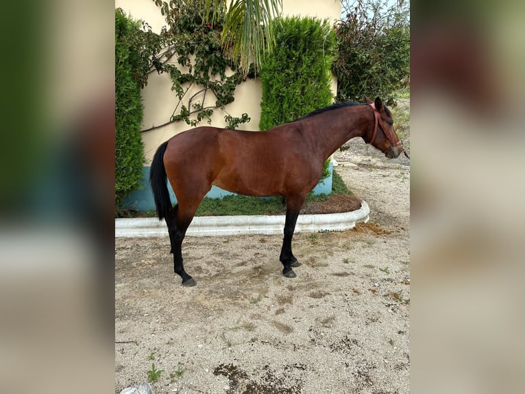 Cruzado Stute 2 Jahre 156 cm Brauner in Moron de De la Frontera