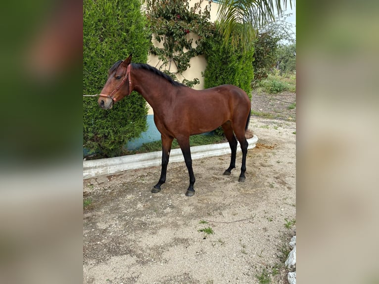 Cruzado Stute 2 Jahre 156 cm Brauner in Moron de De la Frontera