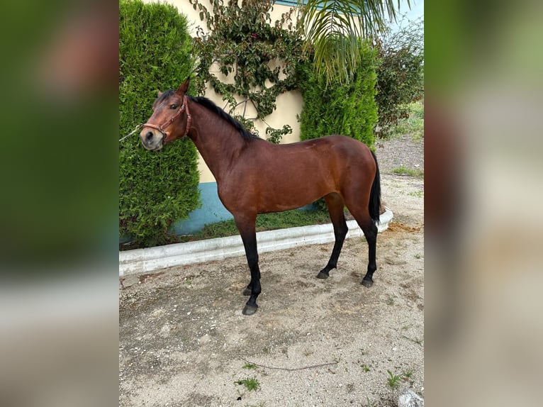 Cruzado Stute 2 Jahre 156 cm Brauner in Moron de De la Frontera