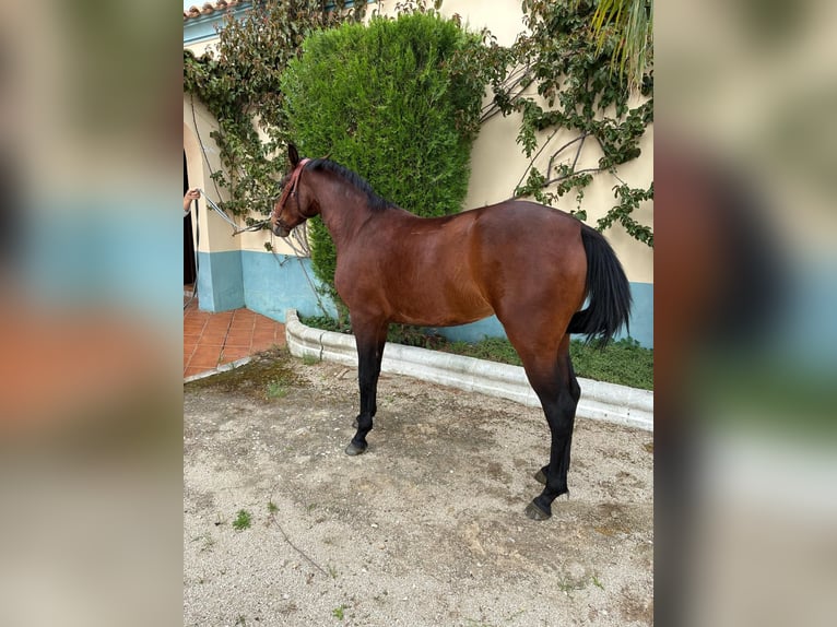 Cruzado Stute 2 Jahre 156 cm Brauner in Moron de De la Frontera
