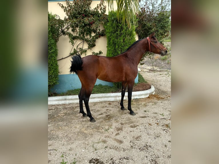 Cruzado Stute 2 Jahre 156 cm Brauner in Moron de De la Frontera