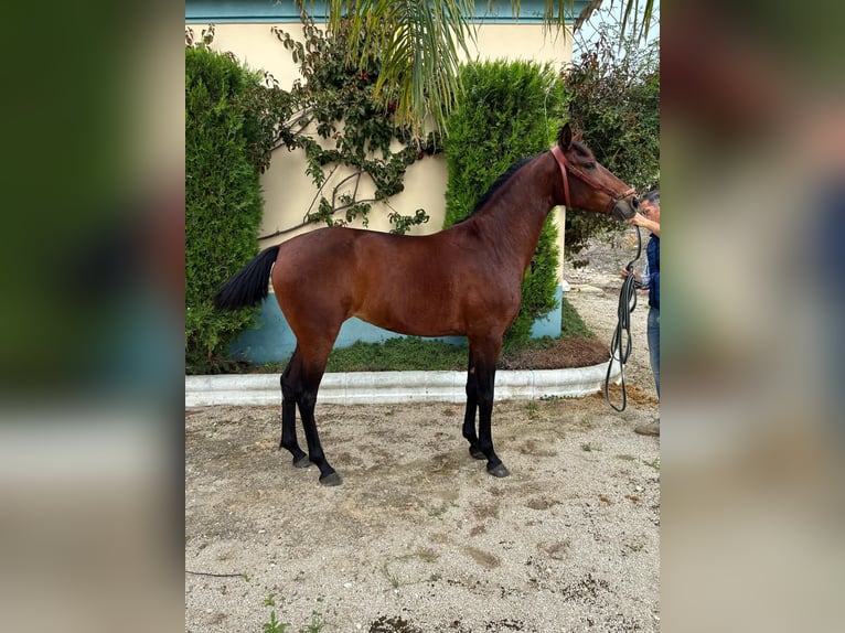 Cruzado Stute 2 Jahre 156 cm Brauner in Moron de De la Frontera