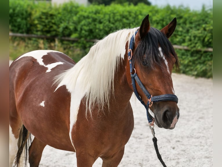 Cruzado Stute 3 Jahre 135 cm Schecke in Neustadt (Wied)