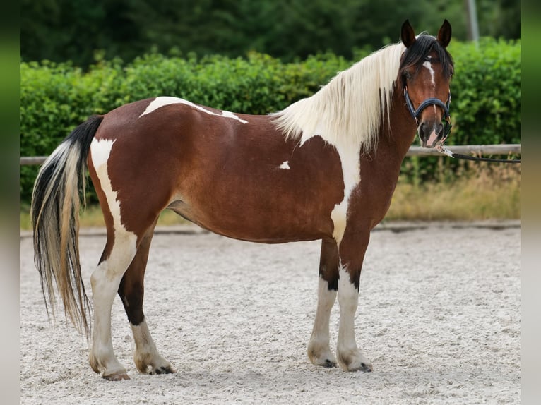 Cruzado Stute 3 Jahre 135 cm Schecke in Neustadt (Wied)