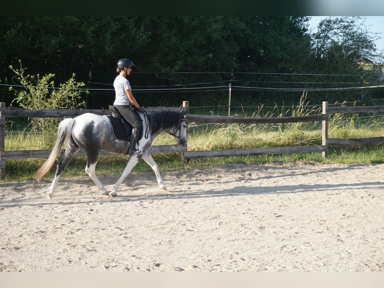 Cruzado Mix Stute 3 Jahre 141 cm Schecke in Beratzhausen
