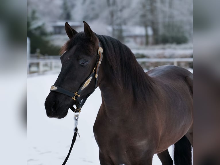 Cruzado Stute 3 Jahre 150 cm Rappe in Neustadt (Wied)