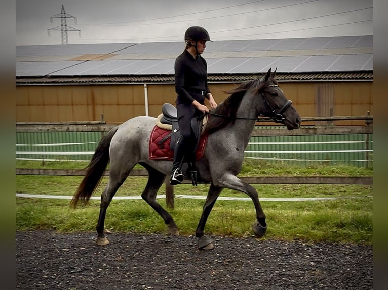 Cruzado Stute 3 Jahre 150 cm Roan-Blue in Neustadt (Wied)