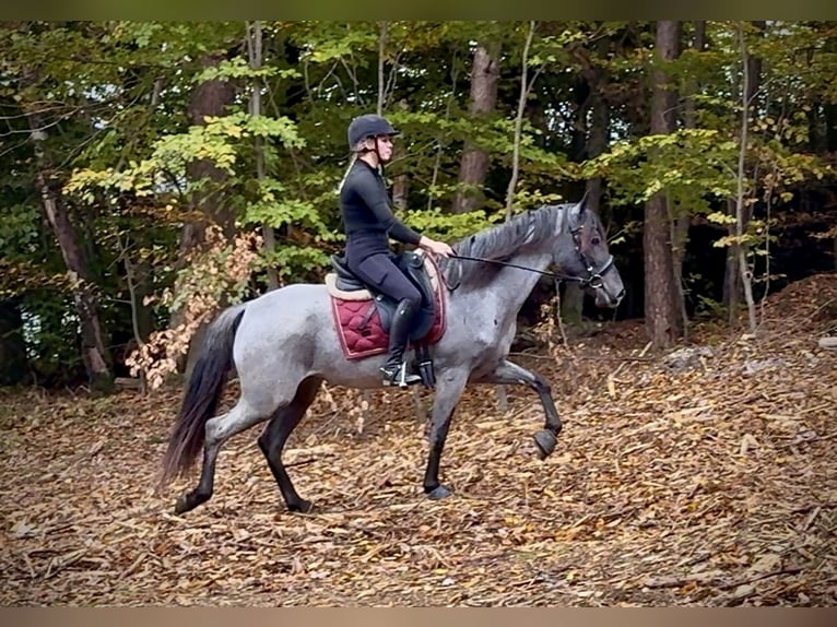Cruzado Stute 3 Jahre 150 cm Roan-Blue in Neustadt (Wied)