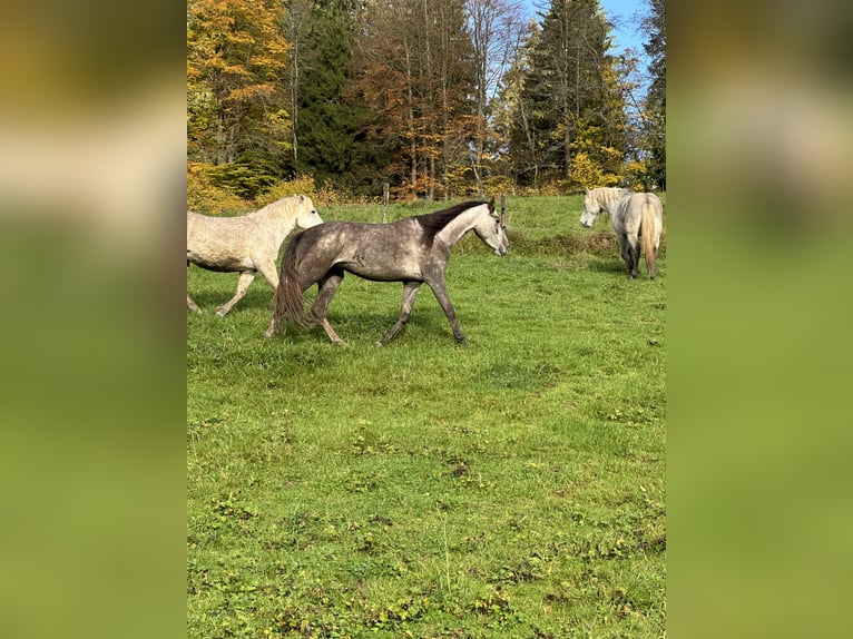 Cruzado Stute 3 Jahre 154 cm Schimmel in Châtelat Cruzado Stute 3 Jahre 154 cm Schimmel in Châtelat
