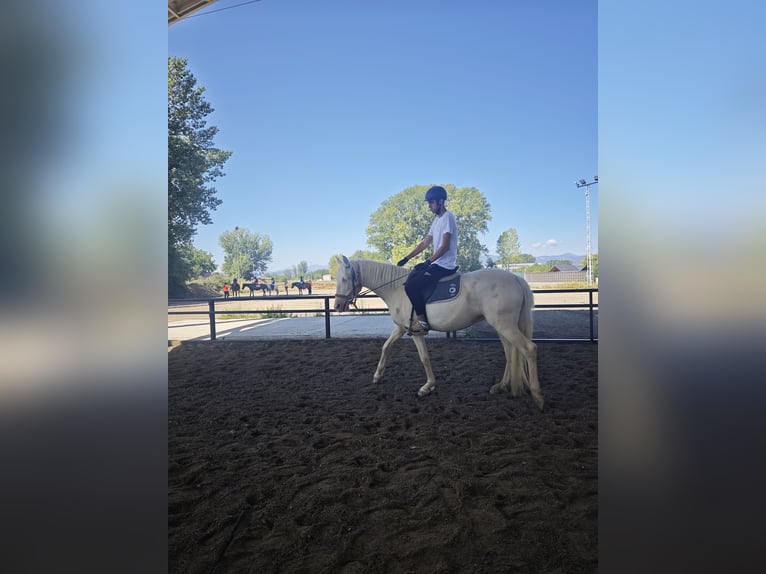 Cruzado Stute 3 Jahre 155 cm Cremello in Hervededo