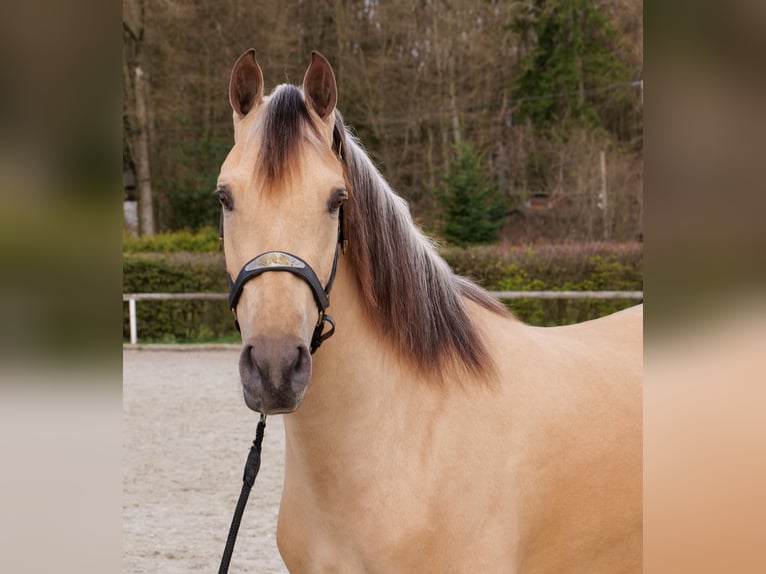 Cruzado Stute 3 Jahre 158 cm Falbe in Neustadt (Wied)