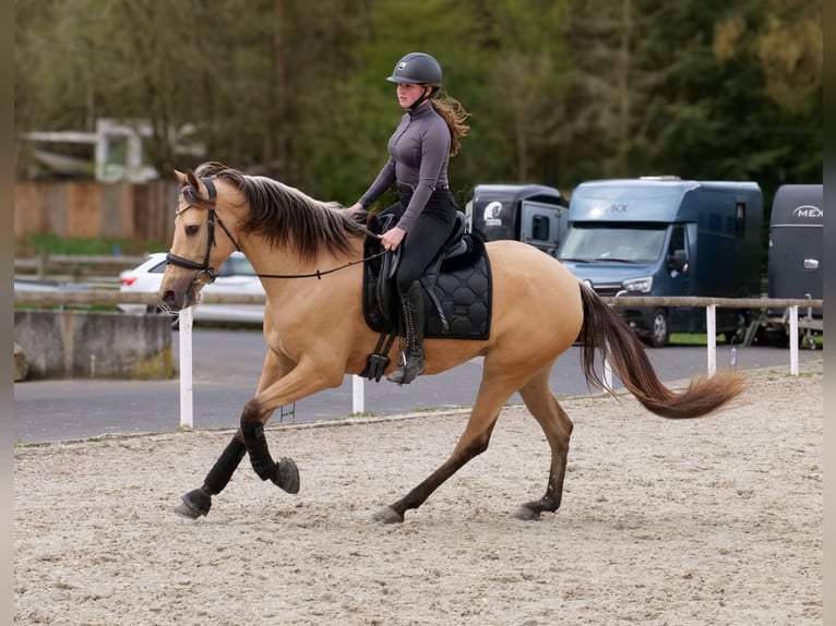 Cruzado Stute 3 Jahre 158 cm Falbe in Neustadt (Wied)