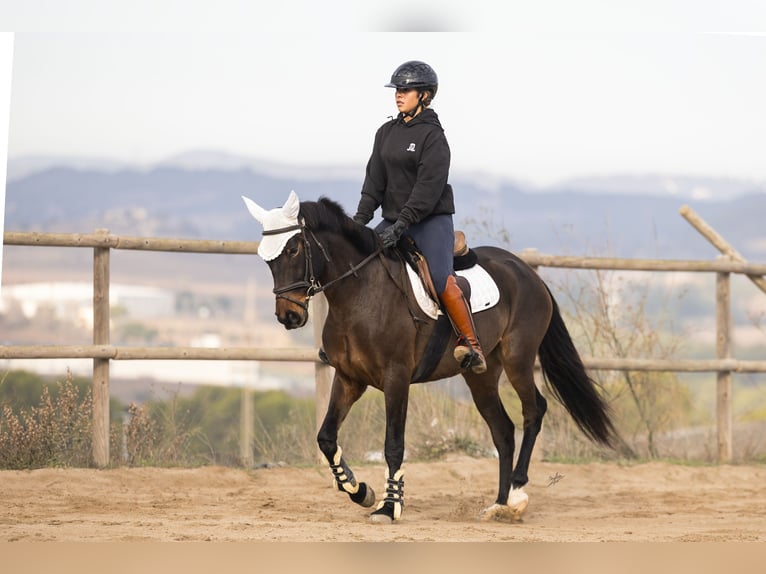 Cruzado Stute 3 Jahre 160 cm Brauner in Subirats