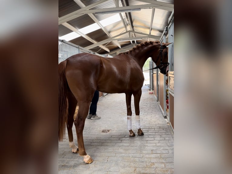 Cruzado Stute 3 Jahre 162 cm Fuchs in Puente Genil (C&#xF3;rdoba)