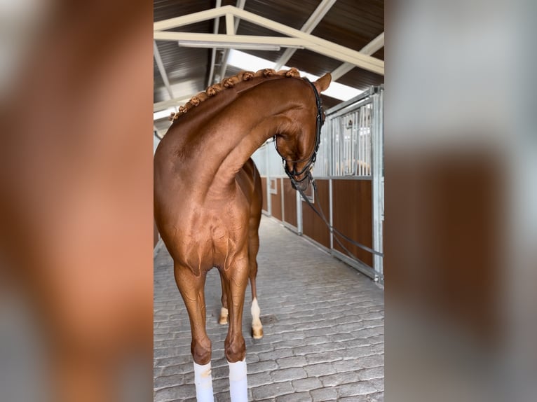 Cruzado Stute 3 Jahre 162 cm Fuchs in Puente Genil (C&#xF3;rdoba)