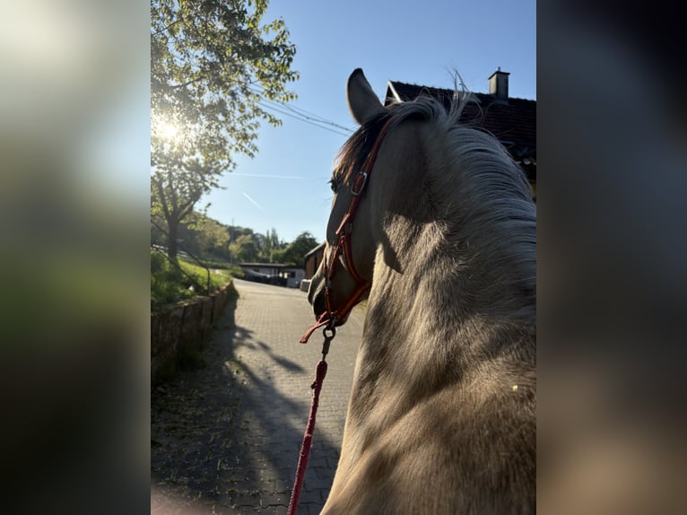 Cruzado Stute 4 Jahre 152 cm Falbe in Kupferzell-Löcherholz Cruzado Stute 4 Jahre 152 cm Falbe in Kupferzell-Löcherholz