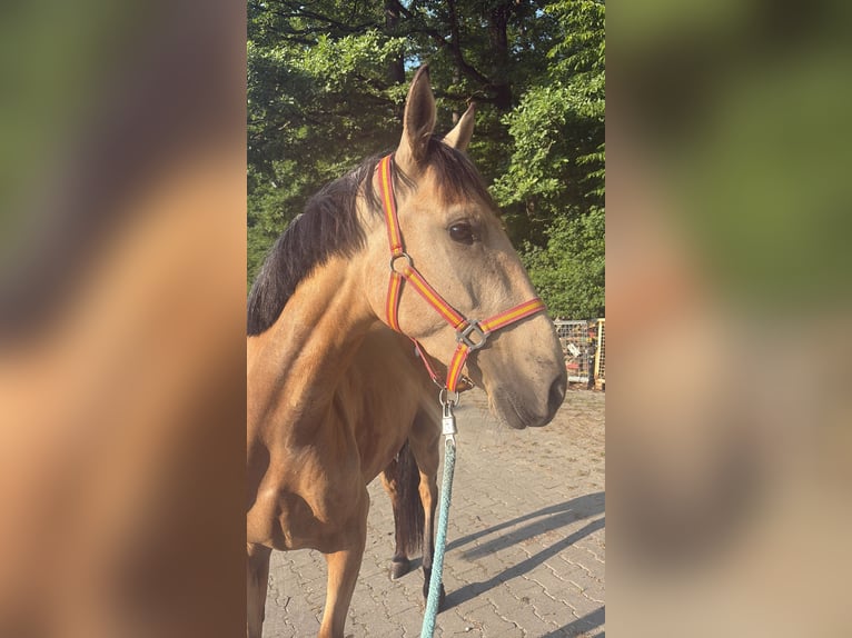 Cruzado Stute 4 Jahre 152 cm Falbe in Kupferzell-Löcherholz Cruzado Stute 4 Jahre 152 cm Falbe in Kupferzell-Löcherholz