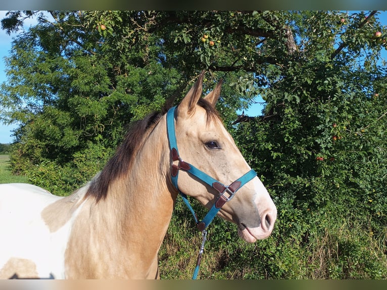 Cruzado Stute 4 Jahre 153 cm Palomino in Abtsgmünd